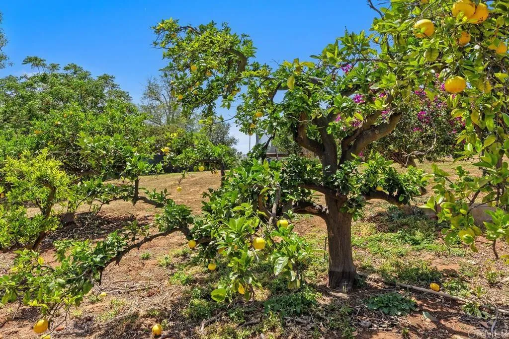 Additional image 75 of 2194 Foothill Drive, Vista, CA 92084