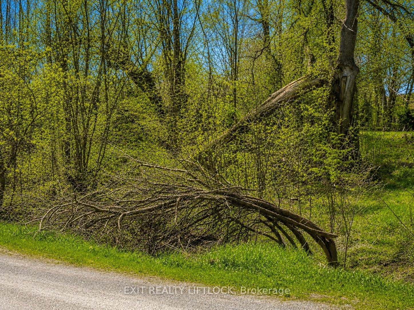 Additional image 3 of 0 Maple Ridge Drive, Kawartha Lakes, ON, K0L 2W0
