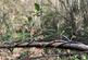 Additional image 7 of Brilley Wood (about 5 and a half acres), Whitney-on-Wye, Hay-on-Wye, Herefordshire HR3