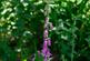 Additional image 7 of Mungo Wood, Benderloch, Oban, Argyle & Bute PA37