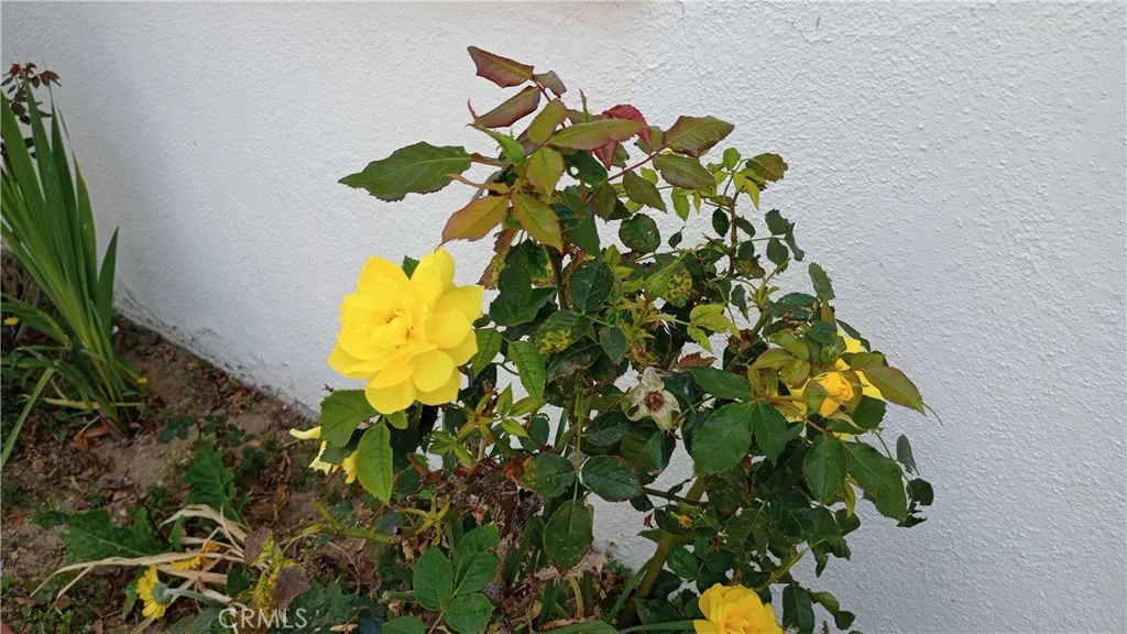 Additional image 42 of 37 Hastings Avenue, Ventura, CA 93003
