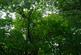 Additional image 4 of Adhamh Wood (just under 4 and a quarter acres), Benderloch, Oban, Argyle & Bute PA37