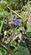 Additional image 19 of Chiffchaff Wood (6 and a half acres), Whitney-on-Wye, Hay-on-Wye, Herefordshire HR3