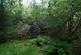 Additional image 7 of Adhamh Wood (just under 4 and a quarter acres), Benderloch, Oban, Argyle & Bute PA37