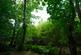 Adhamh Wood (just under 4 and a quarter acres), Benderloch, Oban, Argyle & Bute PA37