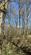 Additional image 13 of Brilley Wood (about 5 and a half acres), Whitney-on-Wye, Hay-on-Wye, Herefordshire HR3