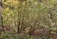 Additional image 21 of Brilley Wood (about 5 and a half acres), Whitney-on-Wye, Hay-on-Wye, Herefordshire HR3