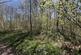 Additional image 22 of Brilley Wood (about 5 and a half acres), Whitney-on-Wye, Hay-on-Wye, Herefordshire HR3