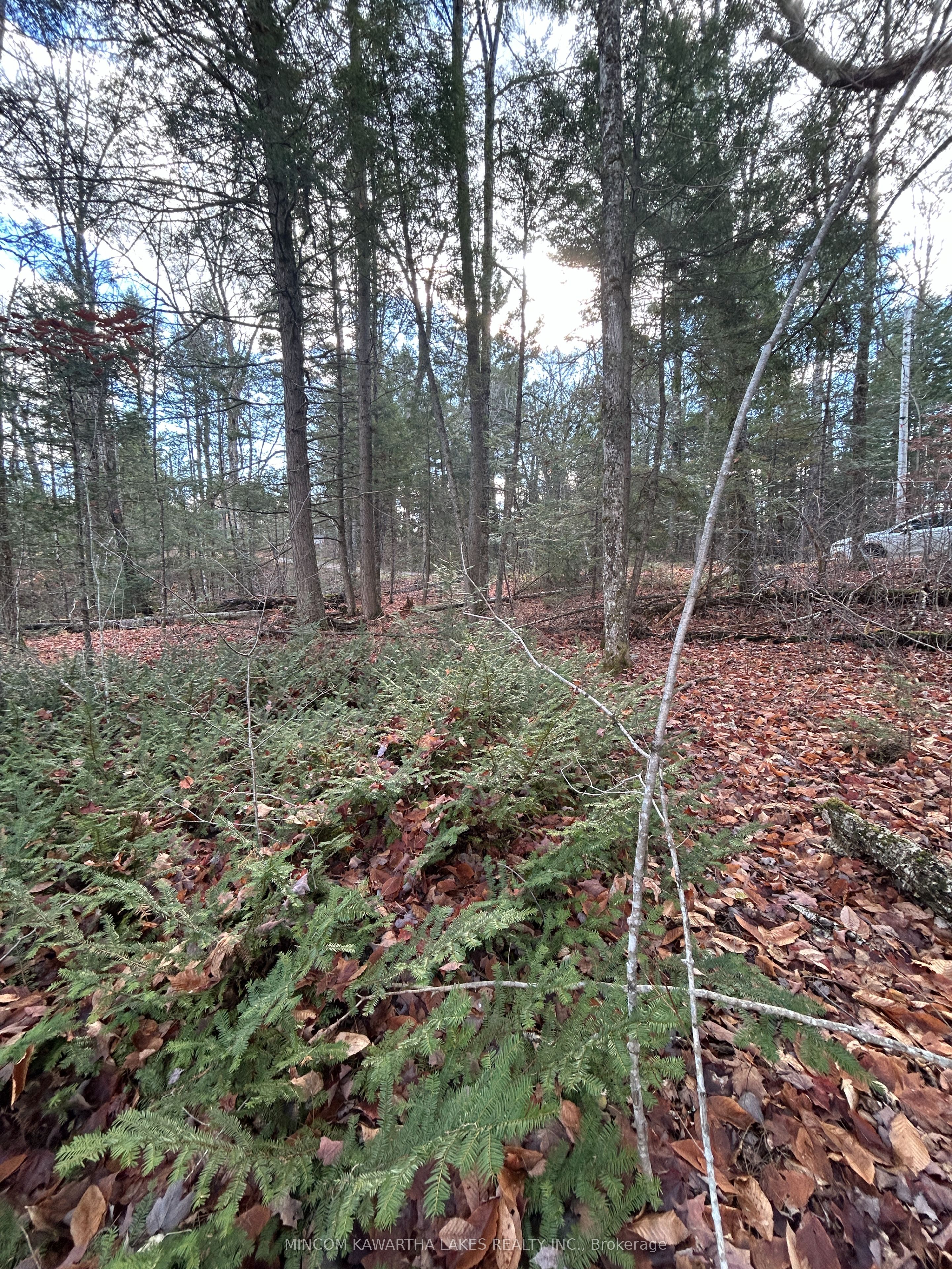 Additional image 6 of 0 Mill Lake Road, North Kawartha, ON, K0L 1A0