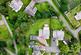 Additional image 46 of Finlayson Lane, Carnwath, Lanark
