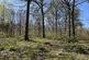 Additional image 10 of Brilley Wood (about 5 and a half acres), Whitney-on-Wye, Hay-on-Wye, Herefordshire HR3