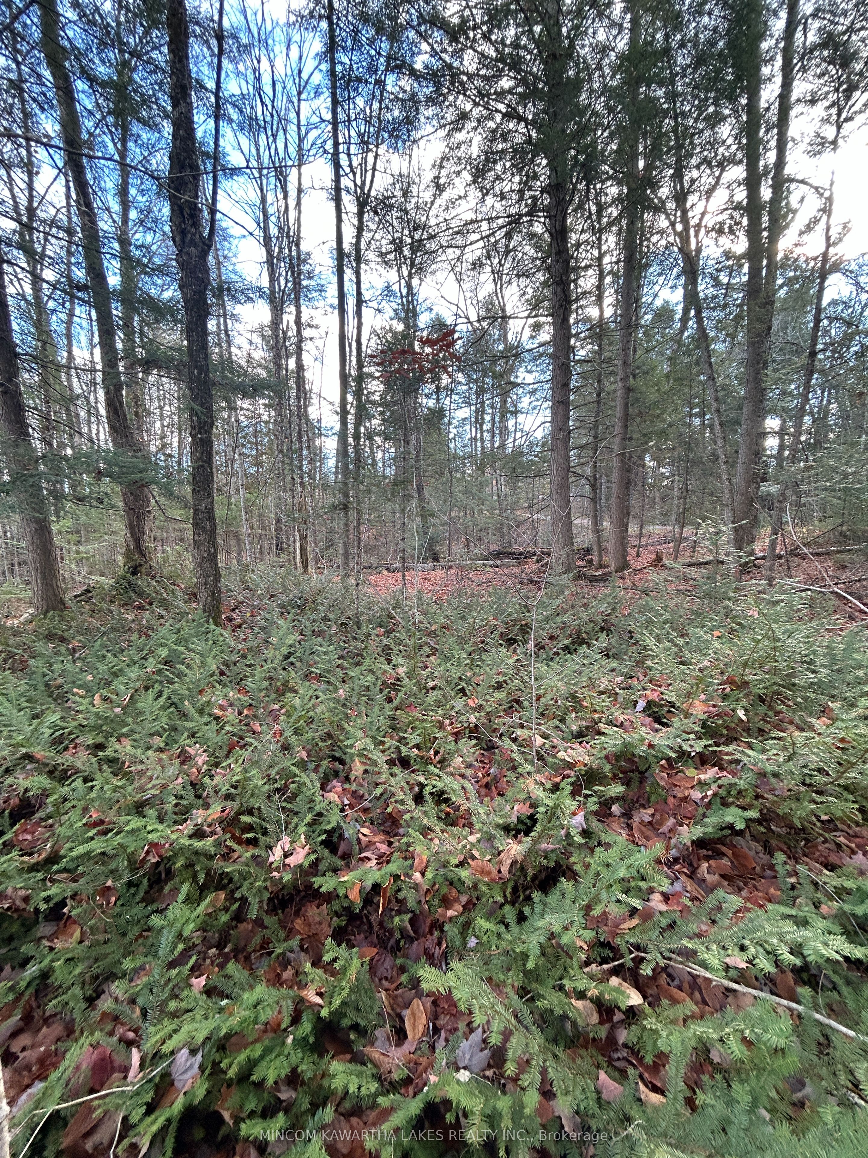 Additional image 5 of 0 Mill Lake Road, North Kawartha, ON, K0L 1A0