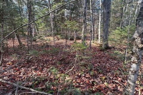 Additional image 7 of 0 Mill Lake Road, North Kawartha, ON, K0L 1A0