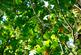 Additional image 10 of Adhamh Wood (just under 4 and a quarter acres), Benderloch, Oban, Argyle & Bute PA37
