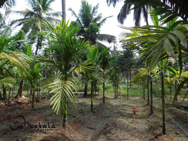 Thirumalayampalayam, Coimbatore photo 2