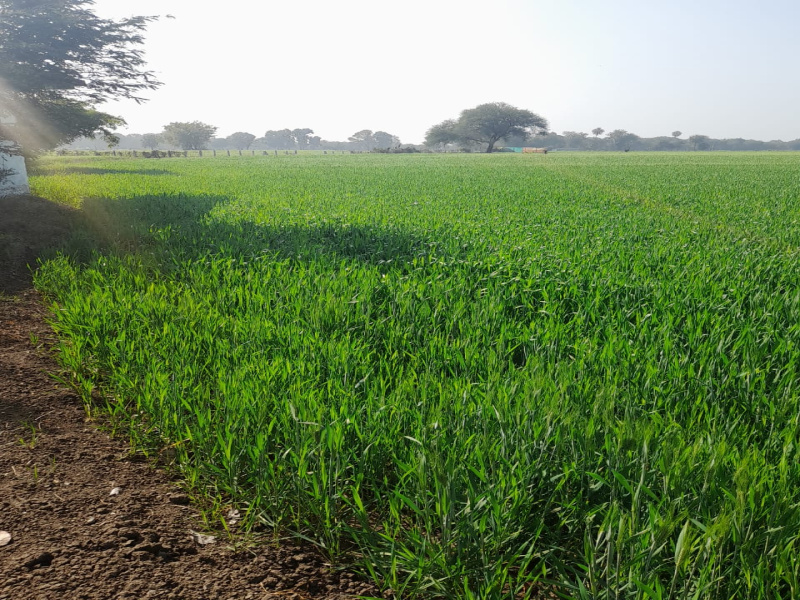 Sehore Road, Bhopal