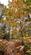 Additional image 6 of Brilley Wood (about 5 and a half acres), Whitney-on-Wye, Hay-on-Wye, Herefordshire HR3