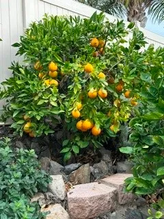 Additional image 100 of 5 Del Pizzoli, Lake Elsinore, CA 92532