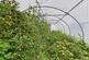 Additional image 35 of Thorn, Westray, Orkney, KW17 2DD