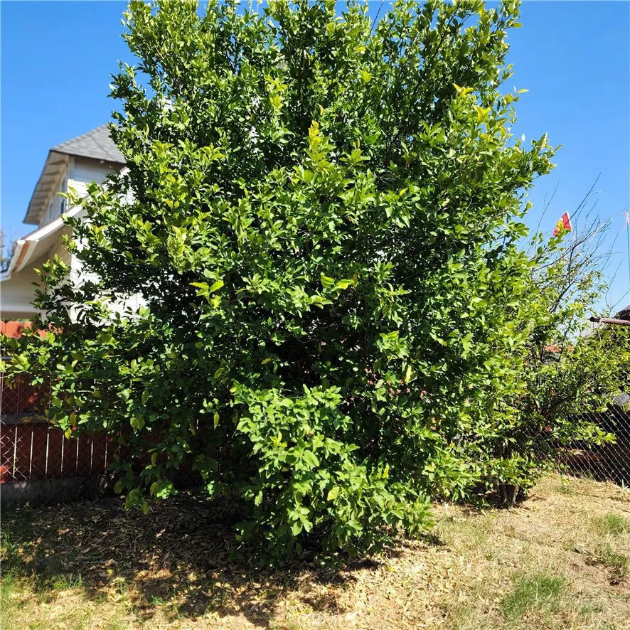 Additional image 56 of 390 N 4th Street, Colton, CA 92324