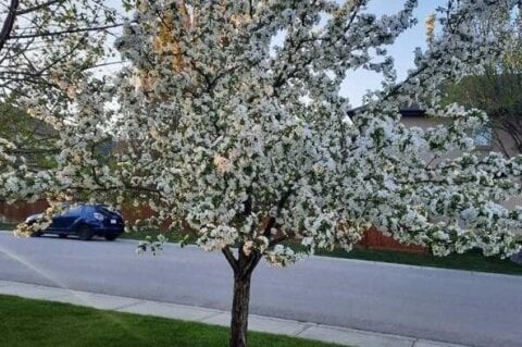 Additional image 8 of 143 Cranleigh Gardens SE, Calgary, AB, T3M 1C7