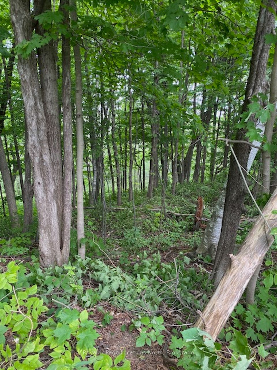 Additional image 6 of PTLT 40 12 Concession, Blue Mountains, ON, N0H 2P0
