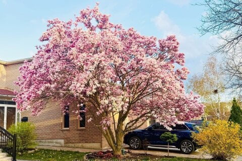 Additional image 8 of 43 Bluesky Crescent, Richmond Hill, ON, L4C 8J2