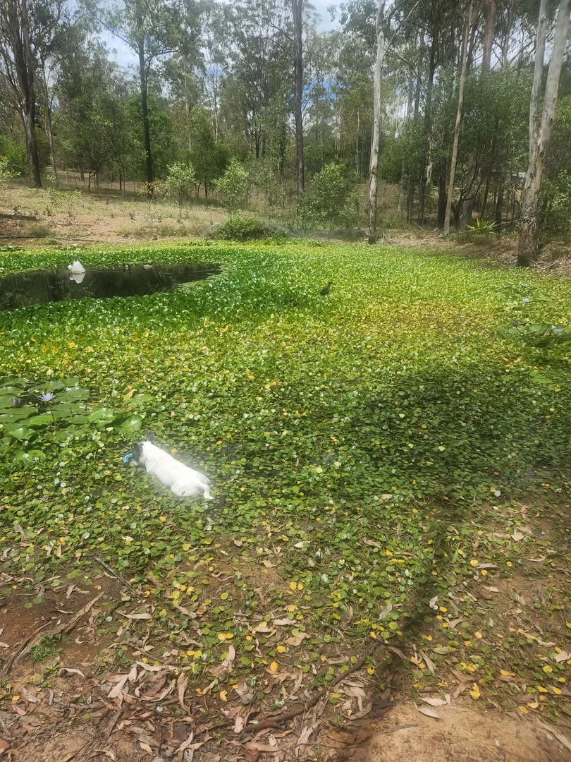 Additional image 23 of Curra QLD 4570
