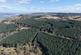 Ayton  Hill Forest, Near Aberargie, Perthshire PH2