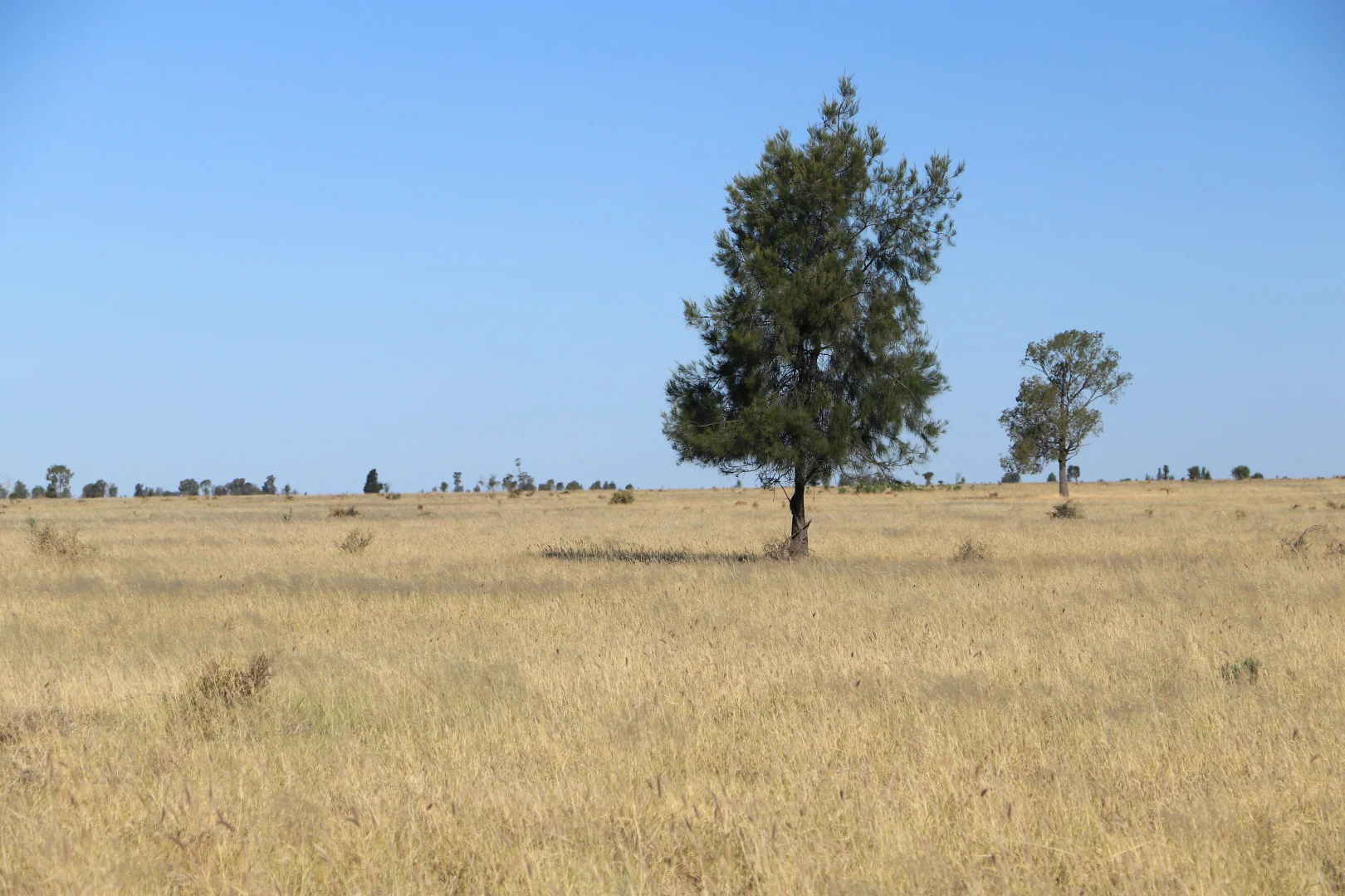 Additional image 6 of Roma QLD 4455