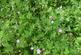 Additional image 5 of Fantail Wood, Eakring, Nottinghamshire NG22