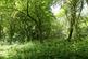 Fantail Wood, Eakring, Nottinghamshire NG22
