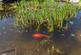 Additional image 37 of Gunsgreen Park, Eyemouth TD14