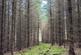Additional image 10 of Ayton  Hill Forest, Near Aberargie, Perthshire PH2