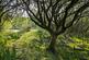 Additional image 67 of Cellan, Lampeter, SA48