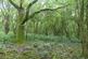Additional image 6 of Fantail Wood, Eakring, Nottinghamshire NG22