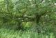 Additional image 3 of Fantail Wood, Eakring, Nottinghamshire NG22