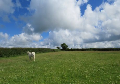 Additional image 11 of Land for saleWoolsery Ashmansworthy, Bideford EX39
