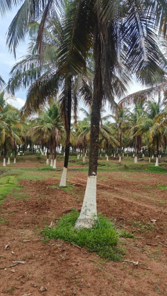 Additional image 3 of Pollachi, Coimbatore