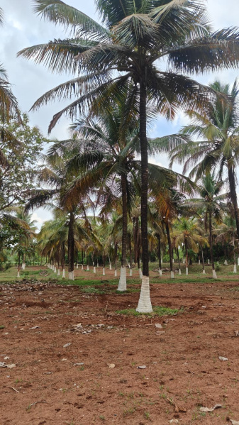 Pollachi, Coimbatore