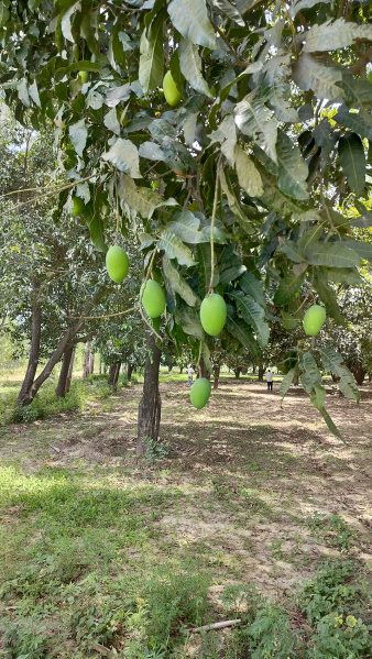 Biharigarh, Dehradun