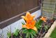 Additional image 11 of Sylvester Road, London E17