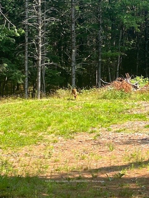 Additional image 3 of 942 Balmer Road, North Kawartha, ON, K0L 1A0
