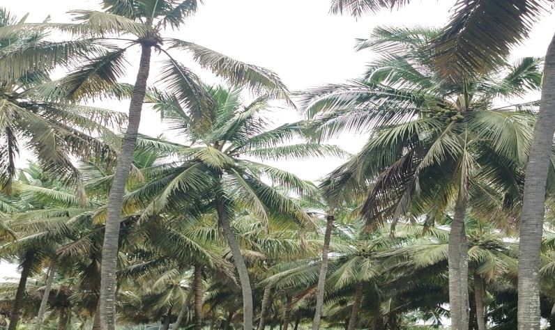 Additional image 2 of Pollachi, Coimbatore