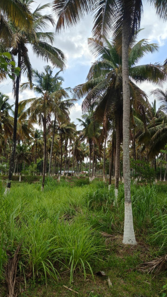 Additional image 2 of Pollachi, Coimbatore