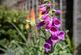 Additional image 33 of Dunstans Road, East Dulwich, SE22