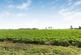 Additional image 37 of Hadleigh Heath, Hadleigh, IP7