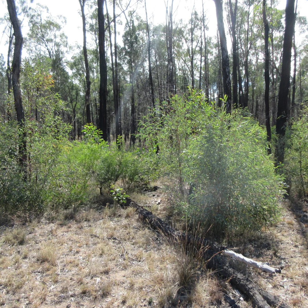 Additional image 6 of Tara QLD 4421