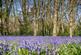 Additional image 29 of Rackheath, Norwich