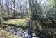 Meandering Copse, Stocksfield, Northumberland NE42
